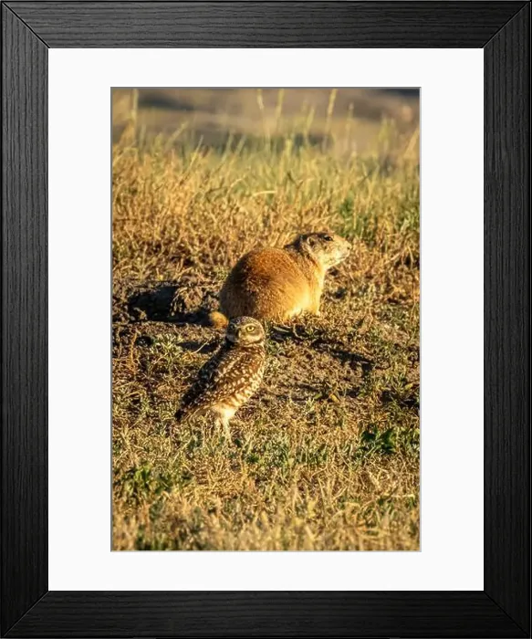 Framed Print : Burrowing Owl with a Prairid Dog Framed Print : Burrowing Owl with a Prairid Dog