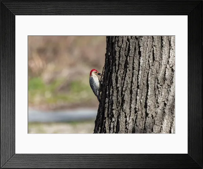 Framed Print : The Red-bellied Wodpecker (Melanerpes carolinus) taking away the seeds and hide them under the bark of a tree Framed Print : The Red-bellied Wodpecker (Melanerpes carolinus) taking away the seeds and hide them under the bark of a tree