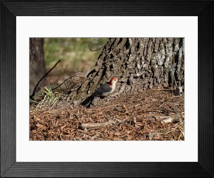 Framed Print : The Red-bellied Wodpecker (Melanerpes carolinus) taking away the seeds and hide them under the bark of a tree Framed Print : The Red-bellied Wodpecker (Melanerpes carolinus) taking away the seeds and hide them under the bark of a tree