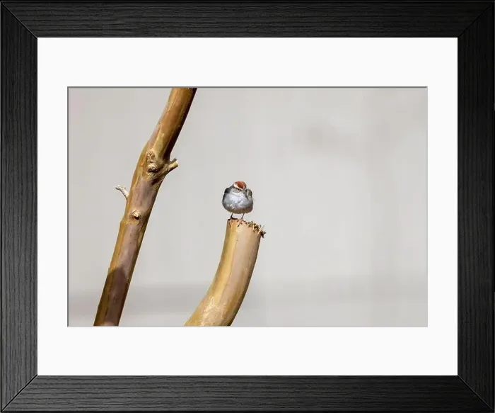 Framed Print : Chipping sparrow (Spizella passerina) is a species of American sparrow perched on a fence Framed Print : Chipping sparrow (Spizella passerina) is a species of American sparrow perched on a fence