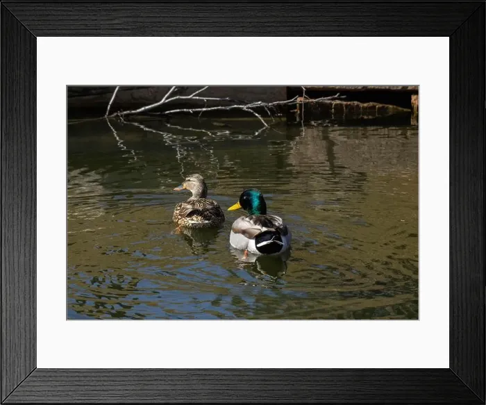 Framed Print : Two Mallards swim through Arborlake Framed Print : Two Mallards swim through Arborlake
