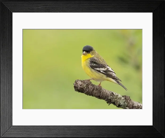 Framed Print : male Lesser Goldfinch (Spinus psaltria) perched on a back yard twig, Sacramento County California Framed Print : male Lesser Goldfinch (Spinus psaltria) perched on a back yard twig, Sacramento County California