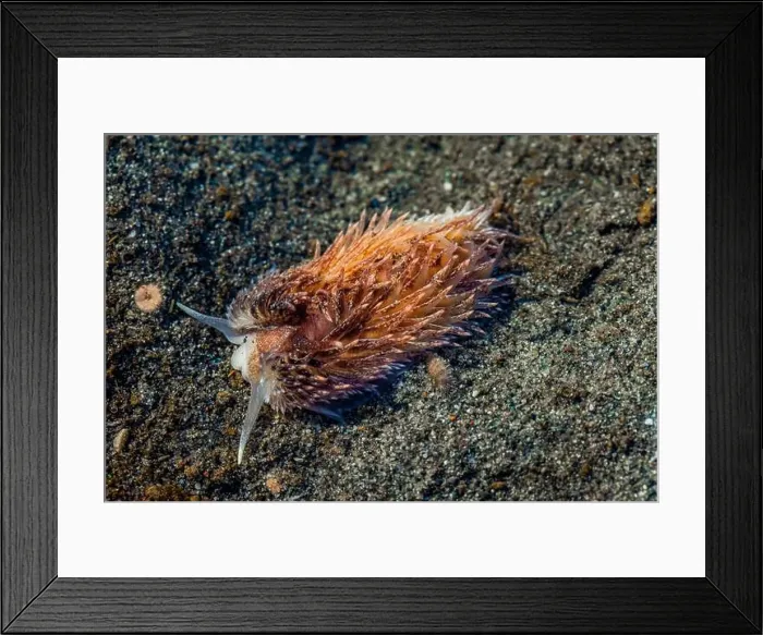 Framed Print : Warty Shag Rug Nudibranch, Aeolidia loui, in sandy habitat off Fox Island in Puget Sound, Washington State, USA Framed Print : Warty Shag Rug Nudibranch, Aeolidia loui, in sandy habitat off Fox Island in Puget Sound, Washington State, USA