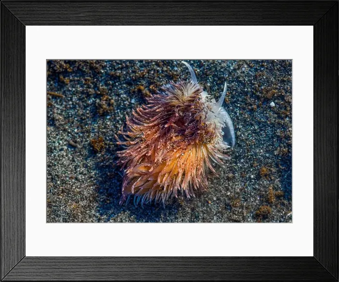 Framed Print : Warty Shag Rug Nudibranch, Aeolidia loui, in sandy habitat off Fox Island in Puget Sound, Washington State, USA