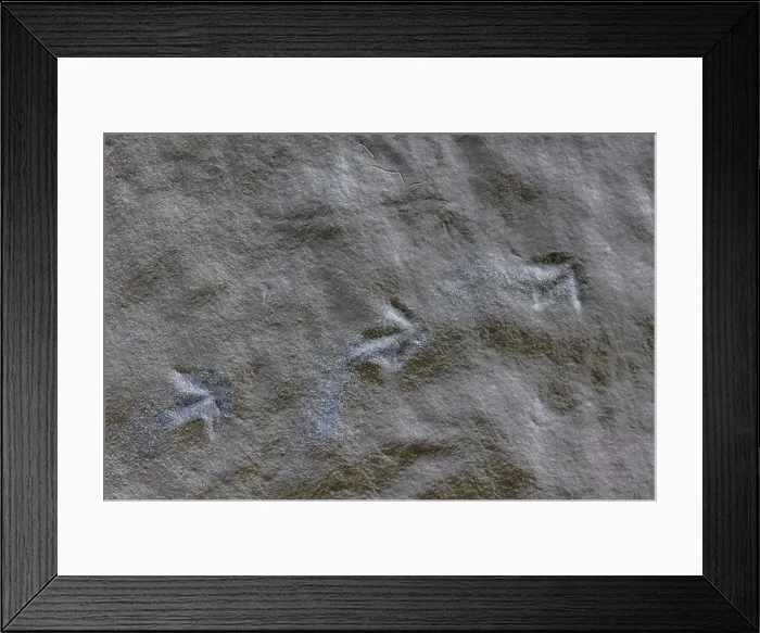 Framed Print : Sanderling, Calidris alba, tracks along Pacific Ocean in Ocean City State Park, Washington State, USA Framed Print : Sanderling, Calidris alba, tracks along Pacific Ocean in Ocean City State Park, Washington State, USA