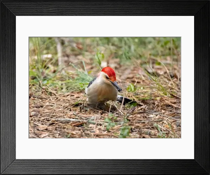 Framed Print : The Red-bellied Wodpecker (Melanerpes carolinus) taking away the seeds and hide them under the bark of a tree Framed Print : The Red-bellied Wodpecker (Melanerpes carolinus) taking away the seeds and hide them under the bark of a tree