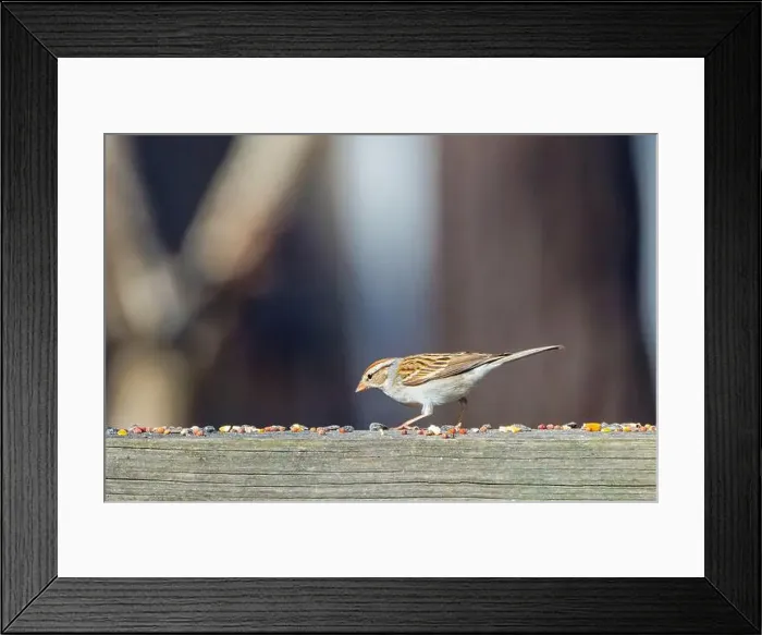 Framed Print : The song sparrow (Melospiza melodia), native sparrows in North America Framed Print : The song sparrow (Melospiza melodia), native sparrows in North America
