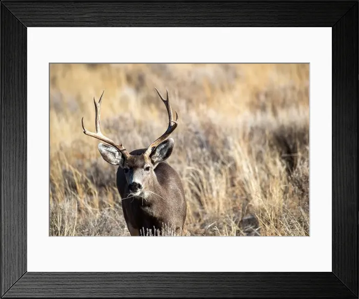 Framed Print : Mule deer are often seen in Great Sand Dunes National Park, Colorado. USA Framed Print : Mule deer are often seen in Great Sand Dunes National Park, Colorado. USA
