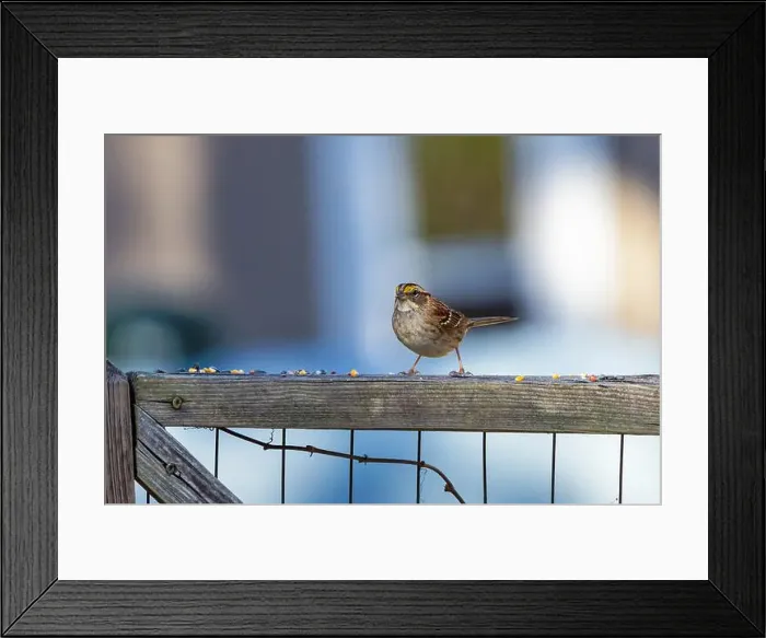 Framed Print : The song sparrow (Melospiza melodia), native sparrows in North America Framed Print : The song sparrow (Melospiza melodia), native sparrows in North America