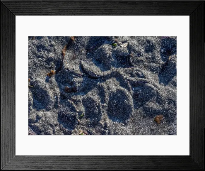 Framed Print : Eccentric Sand Dollar, Dendraster excentricus, covered with sand off Fox Island in Puget Sound, Washington State, USA