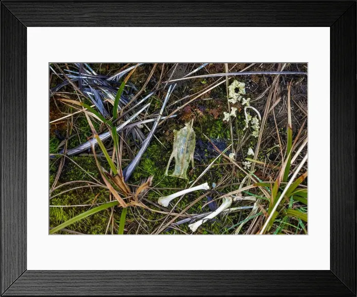 Framed Print : Dead bird, feathers and bones, eaten by a predator or scavenger in Ocean City State Park, Washington State, USA Framed Print : Dead bird, feathers and bones, eaten by a predator or scavenger in Ocean City State Park, Washington State, USA