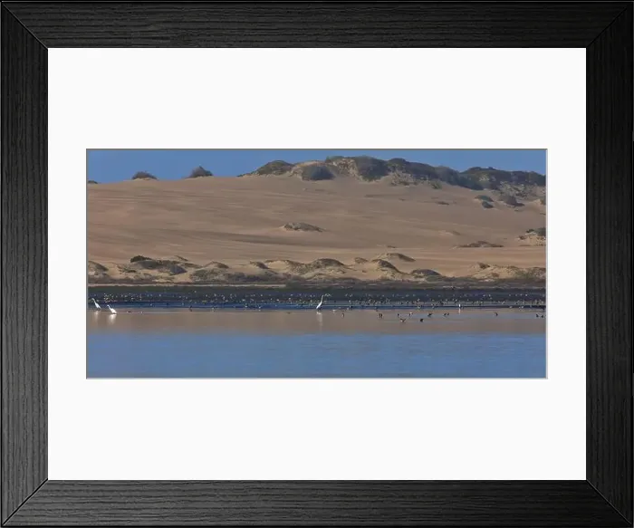 Framed Print : Natural beauty of wild shorebirds Framed Print : Natural beauty of wild shorebirds