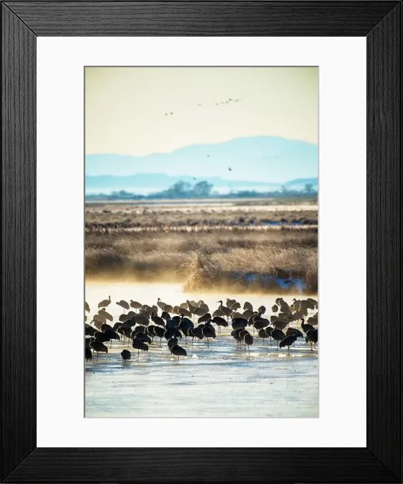 Framed Print : Over 20, 000 cranes spend part of their spring and fall each year in the San Luis Valley. Monte Vista, Colorado Framed Print : Over 20, 000 cranes spend part of their spring and fall each year in the San Luis Valley. Monte Vista, Colorado