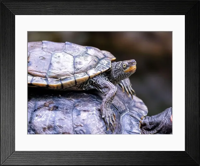 Framed Print : The Common Map Turtle (Graptemys geographica) is a freshwater species from North America