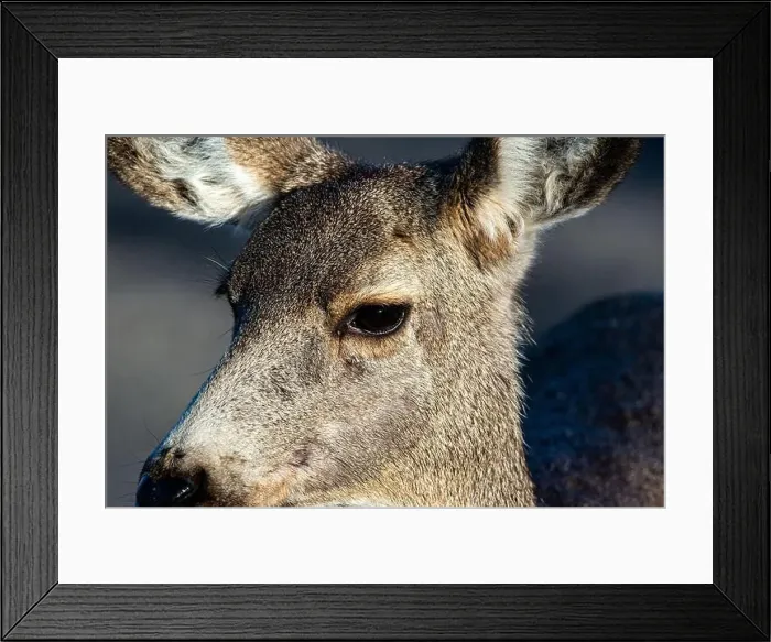 Framed Print : Mule deer are often seen in Great Sand Dunes National Park, Colorado. USA Framed Print : Mule deer are often seen in Great Sand Dunes National Park, Colorado. USA
