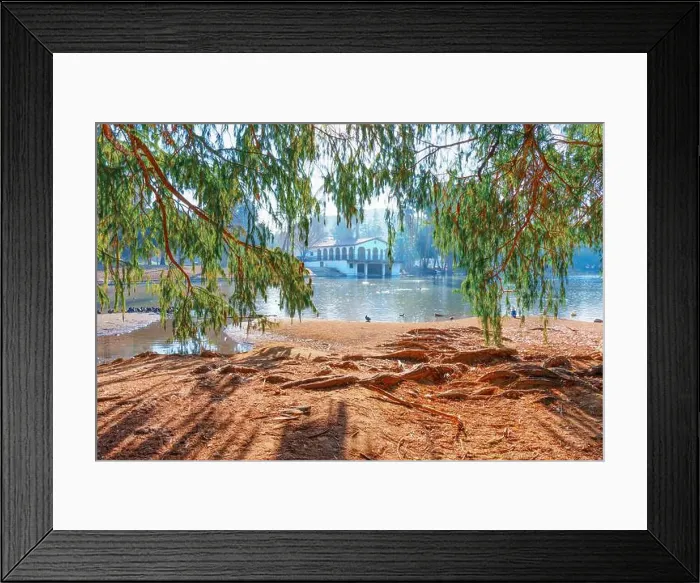 Framed Print : Pond with ducks resting by the shore, framed by tree branches and featuring a historic building in the background Framed Print : Pond with ducks resting by the shore, framed by tree branches and featuring a historic building in the background