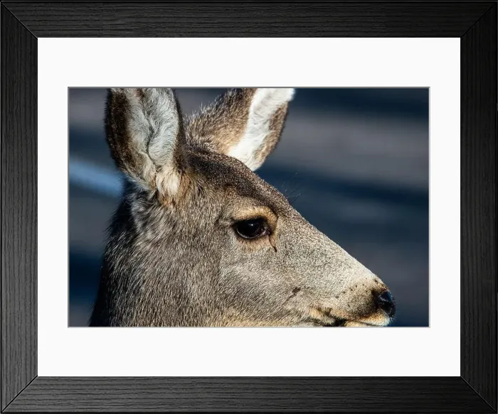 Framed Print : Mule deer are often seen in Great Sand Dunes National Park, Colorado. USA Framed Print : Mule deer are often seen in Great Sand Dunes National Park, Colorado. USA