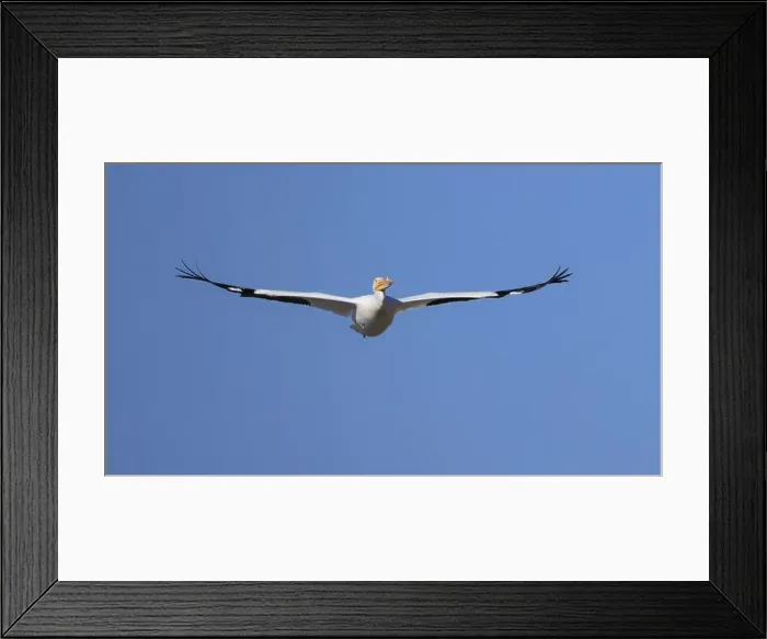 Framed Print : One American White Pelican (Pelecanus erythrorhynchos) flying with a blue sky Framed Print : One American White Pelican (Pelecanus erythrorhynchos) flying with a blue sky