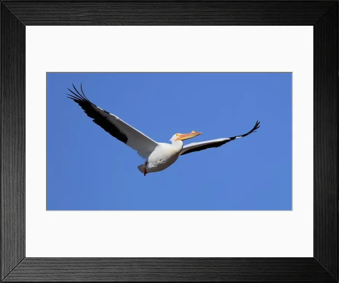 Framed Print : One American White Pelican (Pelecanus erythrorhynchos) flying with a blue sky Framed Print : One American White Pelican (Pelecanus erythrorhynchos) flying with a blue sky