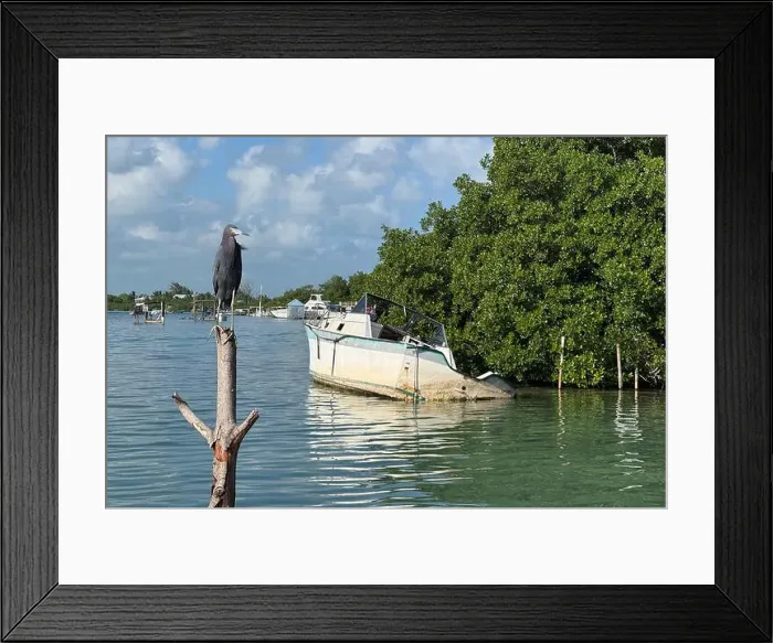 Framed Print : Little Blue Heron (Egretta caerulea) in Caye Caulker, Honduras Framed Print : Little Blue Heron (Egretta caerulea) in Caye Caulker, Honduras