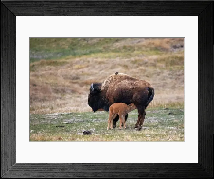 Framed Print : Mother Bison with Baby Calf Nursing in Yellowstone National Park Framed Print : Mother Bison with Baby Calf Nursing in Yellowstone National Park
