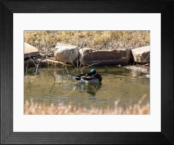 Framed Print : A Mallard scratches it's head in Arborlake Framed Print : A Mallard scratches it's head in Arborlake