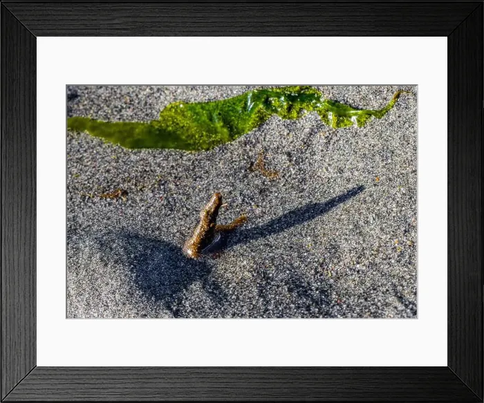 Framed Print : Red-banded Bamboo Worm, Axiothella rubrocincta