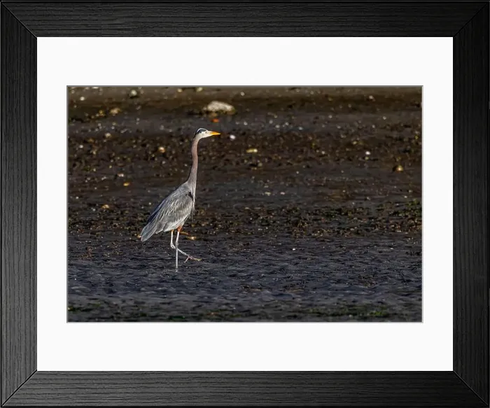 Framed Print : Great Blue Heron, Ardea herodias, foraging at low tide along Fox Island in Puget Sound, Washington State, USA Framed Print : Great Blue Heron, Ardea herodias, foraging at low tide along Fox Island in Puget Sound, Washington State, USA