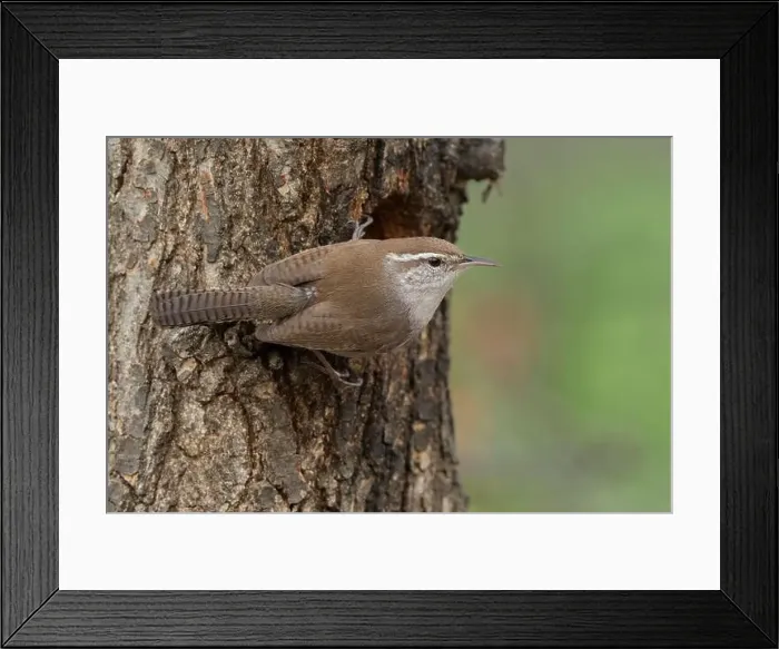 Framed Print : Adult Bewick's Wren (Thryomanes bewickii) clinging to the trunk of an oak tree Framed Print : Adult Bewick's Wren (Thryomanes bewickii) clinging to the trunk of an oak tree