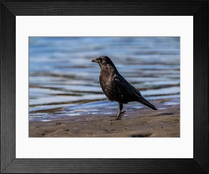 Framed Print : American Crow, Corvus brachyrhynchos, foraging at low tide on Fox Island in Puget Sound, Washington State, USA Framed Print : American Crow, Corvus brachyrhynchos, foraging at low tide on Fox Island in Puget Sound, Washington State, USA