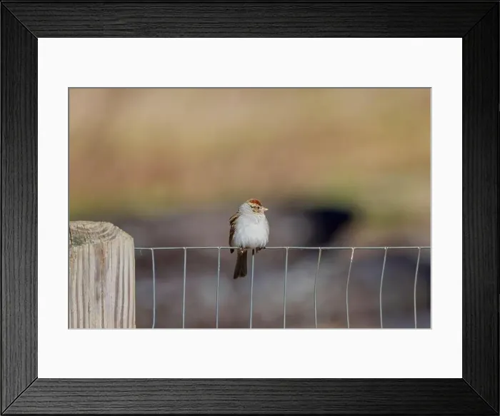 Framed Print : Chipping sparrow (Spizella passerina) is a species of American sparrow perched on a fence Framed Print : Chipping sparrow (Spizella passerina) is a species of American sparrow perched on a fence