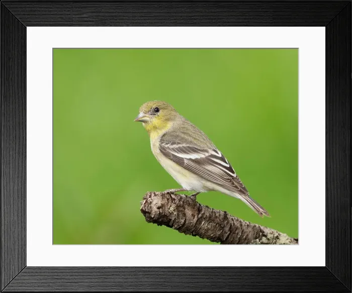 Framed Print : female Lesser Goldfinch (Spinus psaltria) perched on a back yard twig, Sacramento County California Framed Print : female Lesser Goldfinch (Spinus psaltria) perched on a back yard twig, Sacramento County California