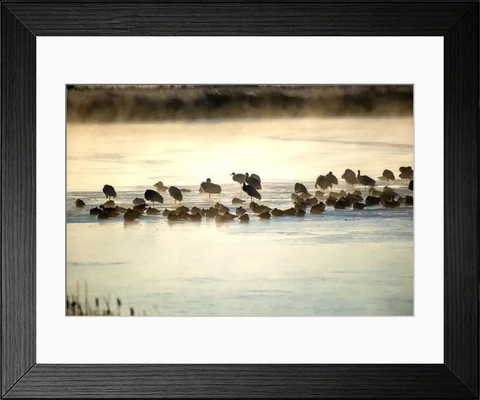 Framed Print : Over 20, 000 cranes spend part of their spring and fall each year in the San Luis Valley. Monte Vista, Colorado Framed Print : Over 20, 000 cranes spend part of their spring and fall each year in the San Luis Valley. Monte Vista, Colorado