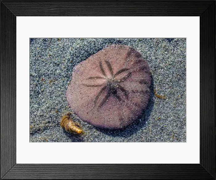 Framed Print : Eccentric Sand Dollar, Dendraster excentricus, burrowing into sand off Fox Island in Puget Sound, Washington State, USA
