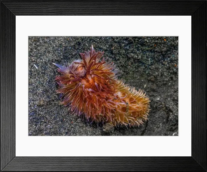 Framed Print : Warty Shag Rug Nudibranch, Aeolidia loui, in sandy habitat off Fox Island in Puget Sound, Washington State, USA Framed Print : Warty Shag Rug Nudibranch, Aeolidia loui, in sandy habitat off Fox Island in Puget Sound, Washington State, USA
