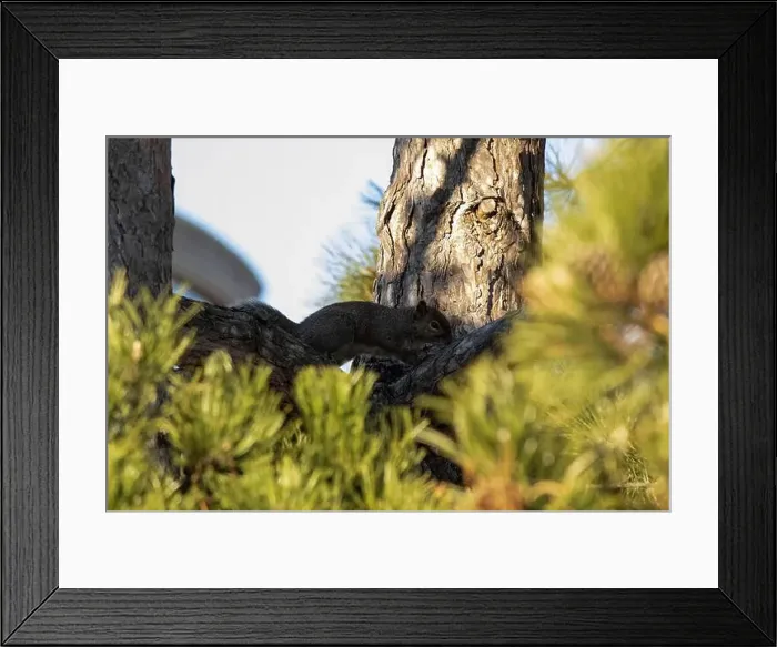 Framed Print : An Eastern Grey Squirrel watches me from the safety of its tree Framed Print : An Eastern Grey Squirrel watches me from the safety of its tree