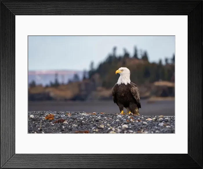 Framed Print : Bald Eagle Standing on Rocky Shoreline in Natural Habitat Framed Print : Bald Eagle Standing on Rocky Shoreline in Natural Habitat