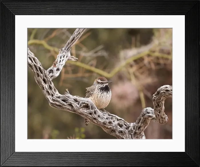Framed Print : Cactus wren perched on twisted desert wood Framed Print : Cactus wren perched on twisted desert wood