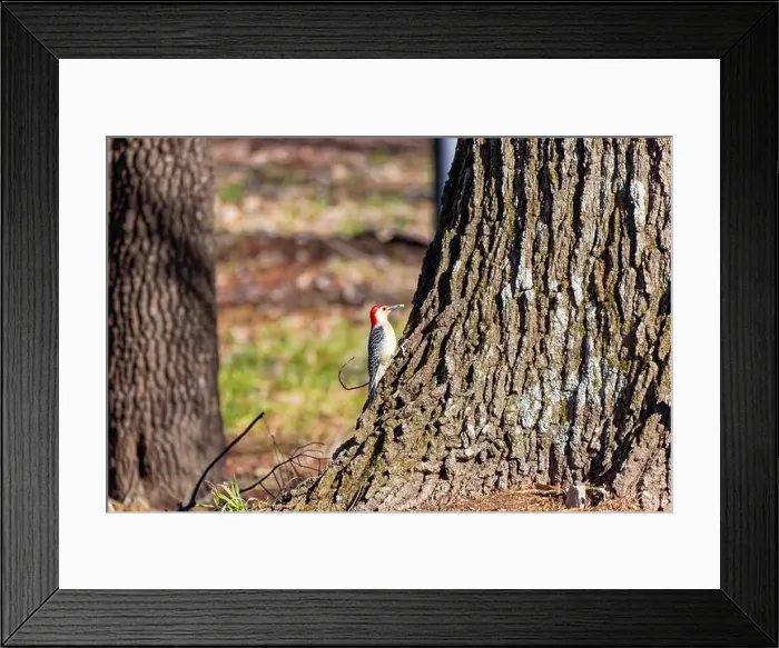 Framed Print : The Red-bellied Wodpecker (Melanerpes carolinus) taking away the seeds and hide them under the bark of a tree Framed Print : The Red-bellied Wodpecker (Melanerpes carolinus) taking away the seeds and hide them under the bark of a tree