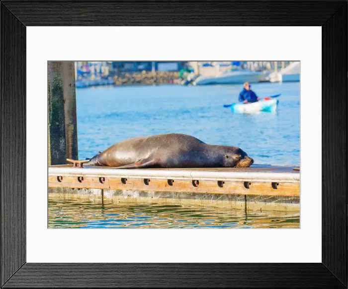 Framed Print : Single sea lion relaxing peacefully on a sunlit dock in Oceanside, California Framed Print : Single sea lion relaxing peacefully on a sunlit dock in Oceanside, California