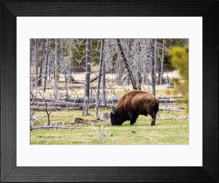 Framed Print : Bison Grazing in Forest in Yellowstone National Park Framed Print : Bison Grazing in Forest in Yellowstone National Park