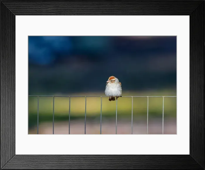 Framed Print : Chipping sparrow (Spizella passerina) is a species of American sparrow perched on a fence Framed Print : Chipping sparrow (Spizella passerina) is a species of American sparrow perched on a fence