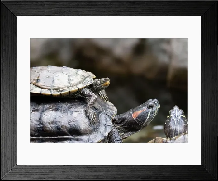 Framed Print : The Common Map Turtle (Graptemys geographica) is a freshwater species from North America