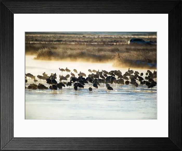 Framed Print : Over 20, 000 cranes spend part of their spring and fall each year in the San Luis Valley. Monte Vista, Colorado Framed Print : Over 20, 000 cranes spend part of their spring and fall each year in the San Luis Valley. Monte Vista, Colorado