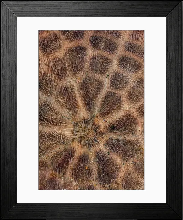 Framed Print : Eccentric Sand Dollar, Dendraster excentricus