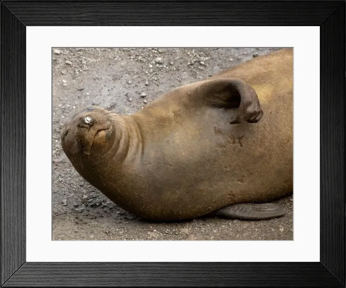 Framed Print : Elephant Seal lounging on the sand laying on its side at the Point Reyes National Seashore, California, USA Framed Print : Elephant Seal lounging on the sand laying on its side at the Point Reyes National Seashore, California, USA