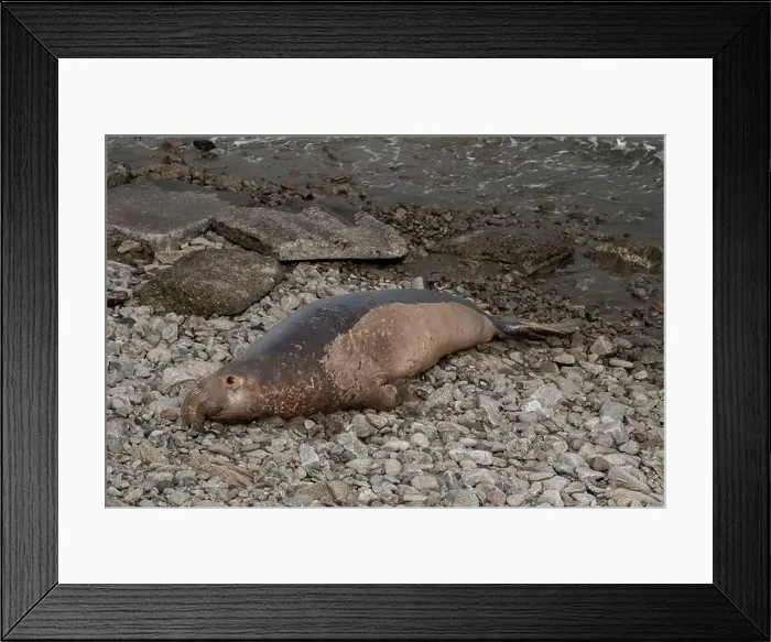 Framed Print : Elephant seal male lounghing on rocky shore at the Point Reyes National Seashore, California, USA Framed Print : Elephant seal male lounghing on rocky shore at the Point Reyes National Seashore, California, USA