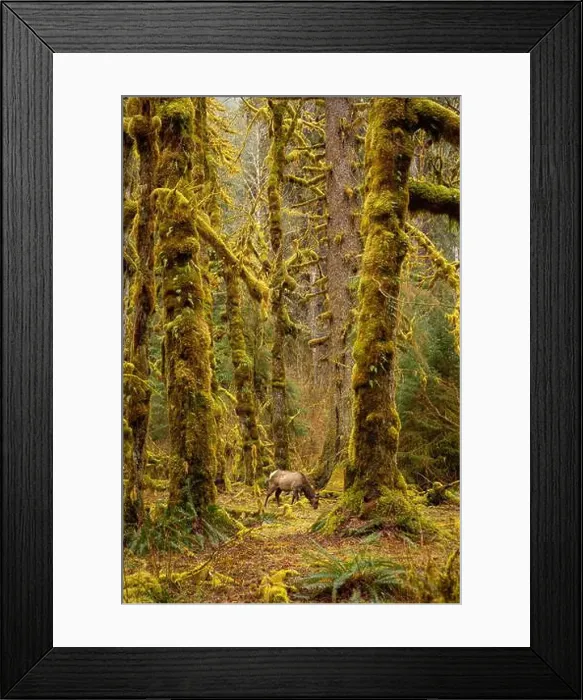 Framed Print : Lone Elk, Hoh Rainforest, WA, USA Framed Print : Lone Elk, Hoh Rainforest, WA, USA