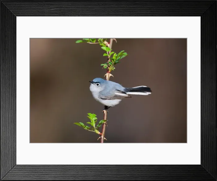 Framed Print : Blue-gray Gnatcatcher perched on a thorny branch Framed Print : Blue-gray Gnatcatcher perched on a thorny branch