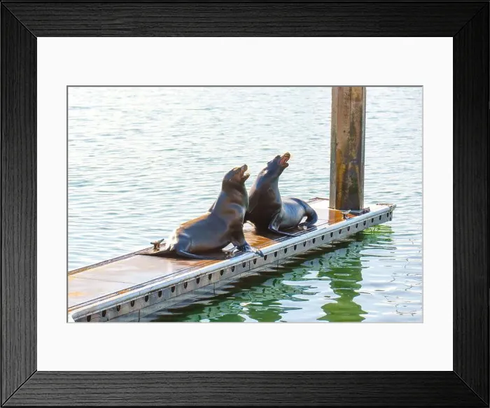 Framed Print : Two California sea lions engaging in playful interaction on a dock in Oceanside Framed Print : Two California sea lions engaging in playful interaction on a dock in Oceanside